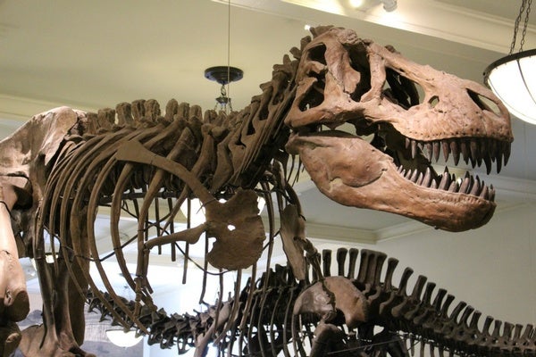 Take a Look at the Skeleton of a Pregnant T-Rex Dinosaur Called