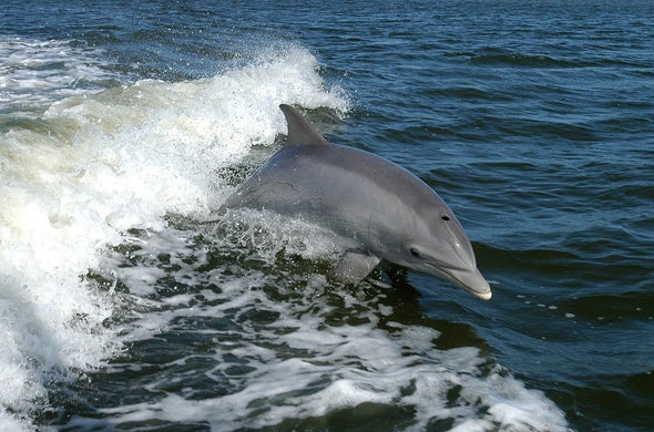 Hurricanes: Bad for People, Good for Dolphins