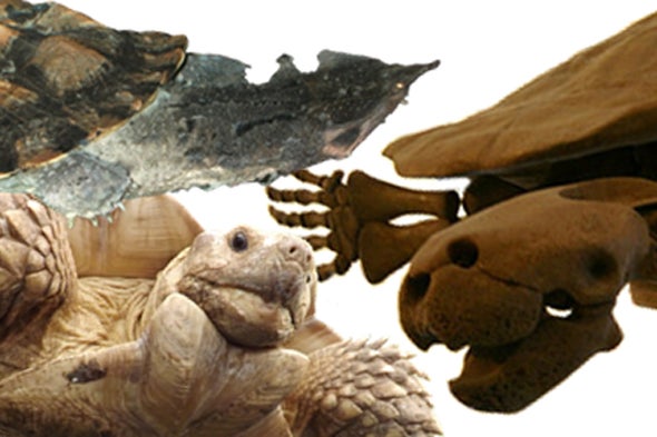 Letters from the World of Turtle Evolution