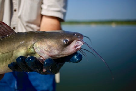 Scientific American Logo