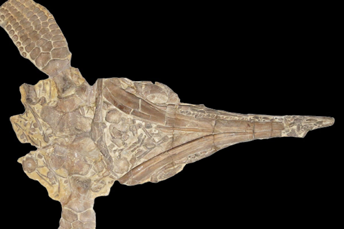 the-fall-and-rise-of-protoichthyosaurus-scientific-american