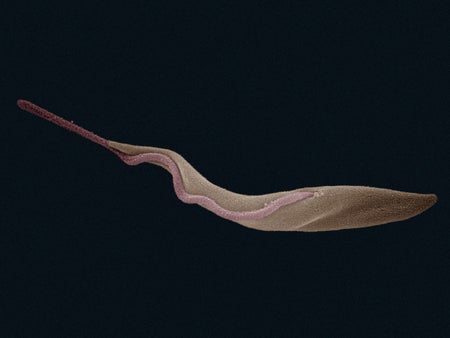 sleeping sickness parasite