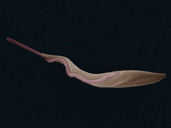 Sleeping Sickness Parasite Susceptible to Extinction Because It Hasn't Had Sex in 10,000 Years