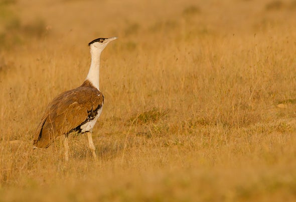 Is the Great Indian Bustard About to Go Extinct?