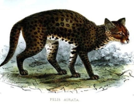 Incredible Camera Trap Footage of the Rare African Golden Cat [Video