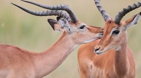 Téléchargement gratuit Images The Thoughtful Animal Scientific American Blog Network le plus cool salutations