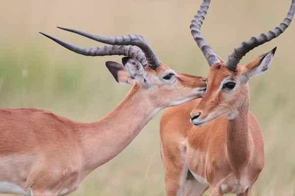 Impalas grooming