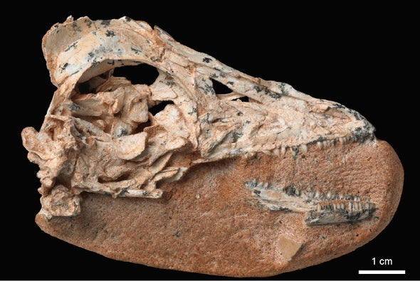 Paleo Profile: The Snowman Dinosaur