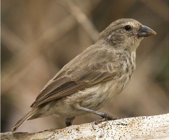 The Mangrove Finch: An Extinction in Slow Motion