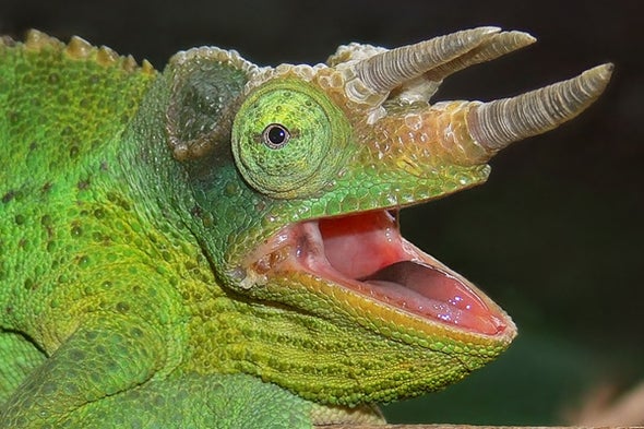 What's With All These New Chameleon Names?, Part 1