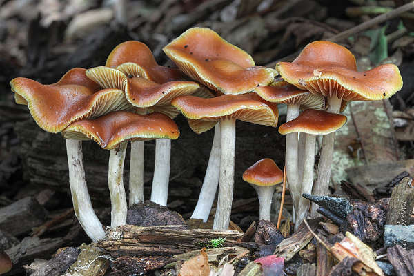 psilocybe cyanescens habitat