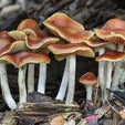 Magic Mushroom Drug Evolved to Mess with Insect Brains