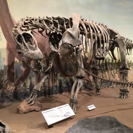 Sauropod