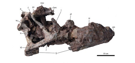 Shuangbaisaurus