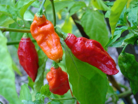 A Guy Ate Ghost Peppers and Barfed So Hard He Tore His Esophagus