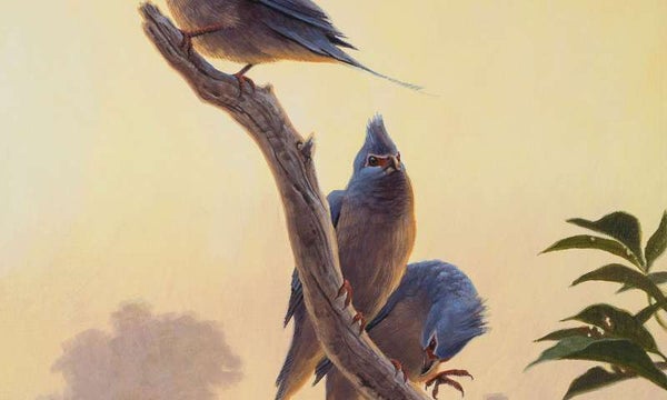Paleocene bird