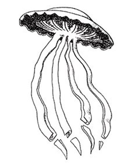大众科学 Logo