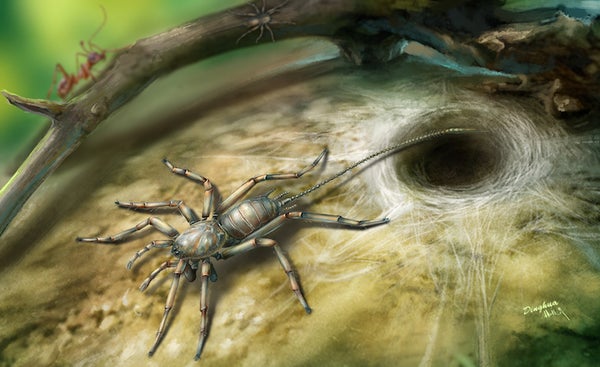 Fossil spider