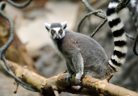 Ring-Tailed Lemur Populations Have Crashed by 95 Percent