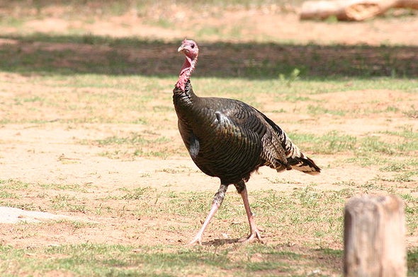 California's Wild Turkey Troubles