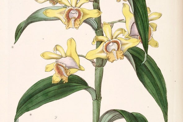 32 Orchid Species Feared Extinct in Bangladesh