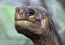 RIP, Lonesome George, the Last-of-His-Kind Galapágos Tortoise