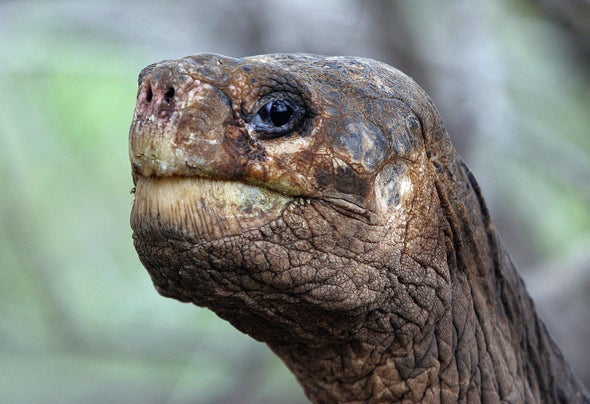 RIP, Lonesome George, the Last-of-His-Kind Galapágos Tortoise