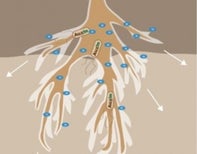 Using bacteria to help prevent soil erosion – guest post from the iGEM Regional Champions