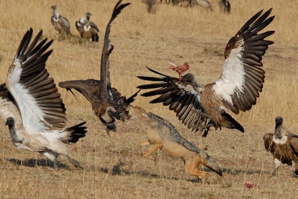 The Carcass Race - Scientific American Blog Network