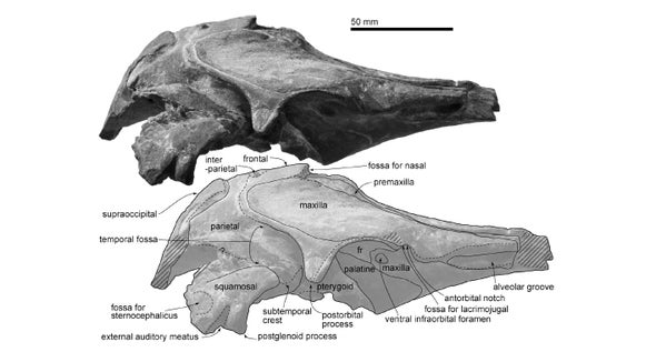 Paleo Profile: The Mountain Dolphin