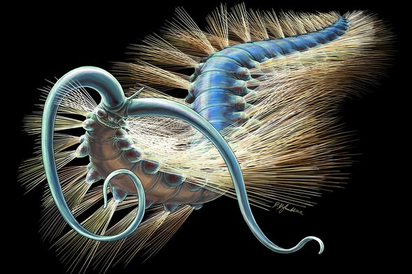 Paleo Profile: Kootenay Bristle Worm
