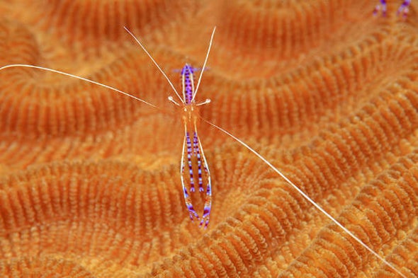 Predatory Fish Darken to Encourage Hesitant – and Delicious – Cleaner Shrimp [Video]