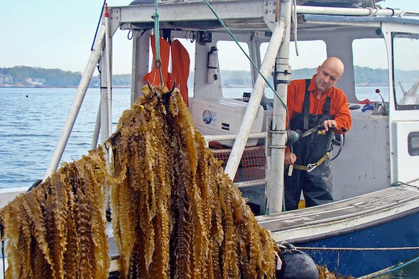 research on seaweed farming