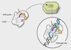 A Visual Guide to Genetic Modification