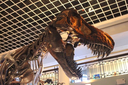 Tyrannosaurus