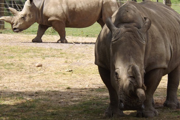 How Many White Rhino Species Are There? The Conversation Continues
