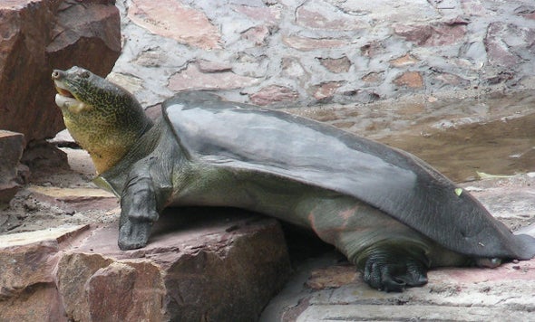 The Yangtze Giant Softshell Turtle Just Got 25 Percent Closer to Extinction