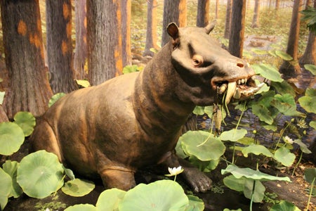Coryphodon