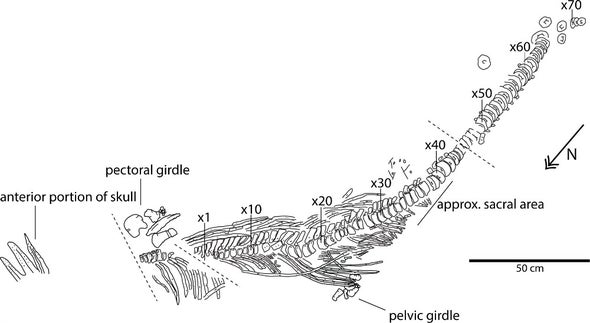 Paleo Profile: Keilhau's Ichthyosaur