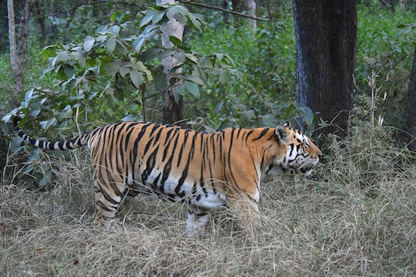 Do Tigers Kill Their Own Babies? Tiger-Universe