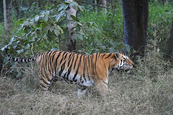 In India, Agroforestry Is a Win for Both Tigers and Villagers