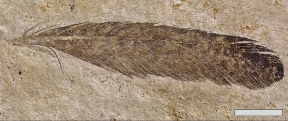 Iconic Fossil Feather Probably Didn't Belong to Archaeopteryx