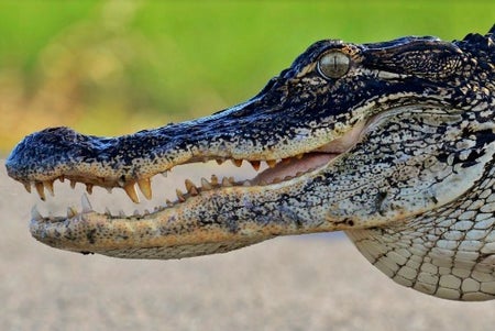 Alligator