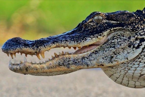 Alligators Can Turn Armor into Eggshell