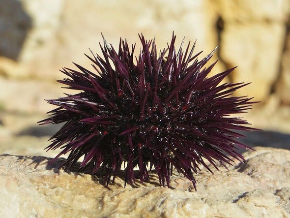 Weirder Than Science Fiction: How Sea Urchins Reproduce