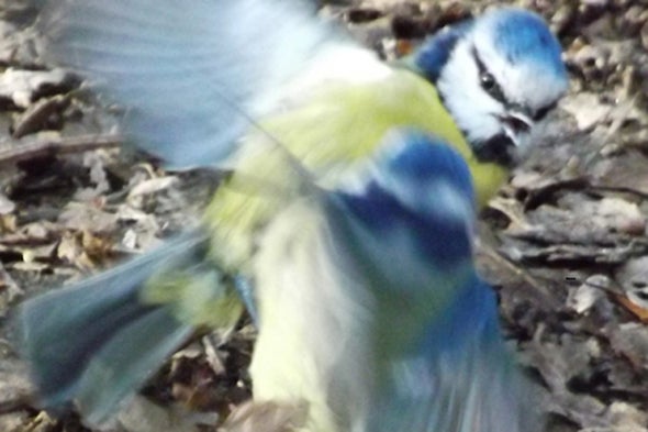 A Battle among Blue Tits
