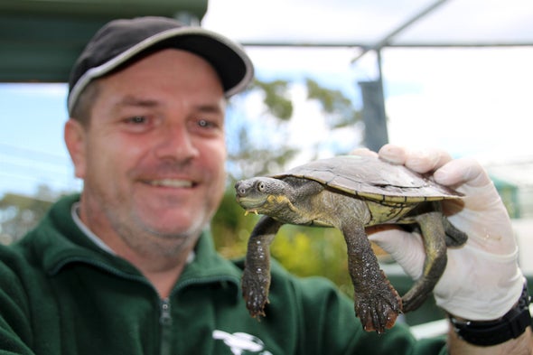 Seeds of Hope after Disease Wipes Out 90 Percent of Rare Turtle Species