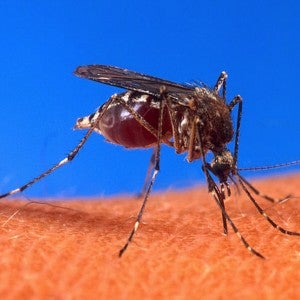 Dengue Fever Reemerges in Texas - Scientific American Blog Network