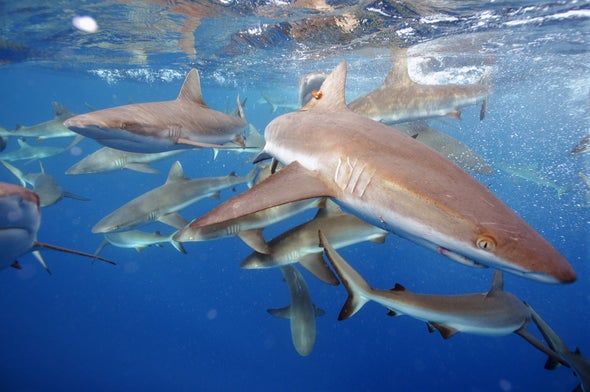 A 10-Year Strategy to Save Sharks and Rays
