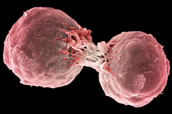 Are We Innately Immune to Cancer?